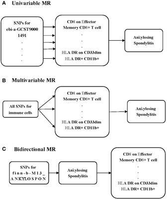 Causal relationship between the immune cells and ankylosing spondylitis: univariable, bidirectional, and multivariable Mendelian randomization